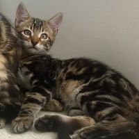 Taz - chaton coquin #3
