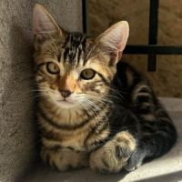 Taz - chaton coquin #4