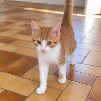 Bibou, petit roux