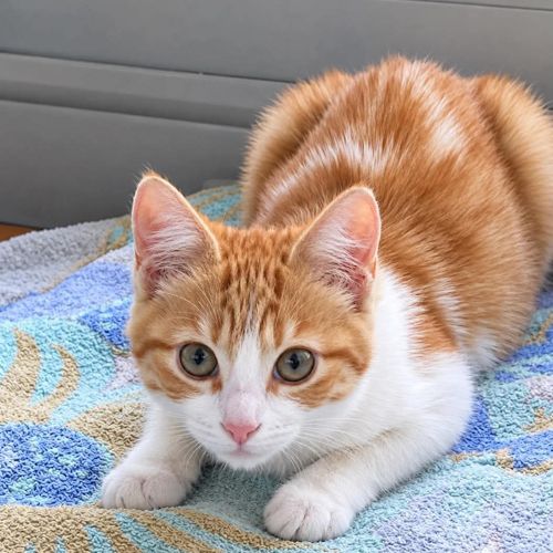 Vanille, petite rousse toute mimi #0