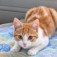 Vanille, petite rousse toute mimi
