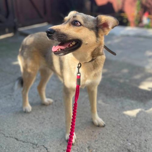 Nelly abandonnée par sa famille en roumanie #5