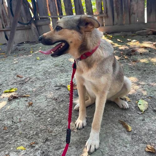 Nelly abandonnée par sa famille en roumanie #7