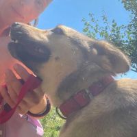 Nelly abandonnée par sa famille en roumanie #1