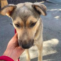 Nelly abandonnée par sa famille en roumanie