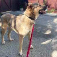Nelly abandonnée par sa famille en roumanie #6