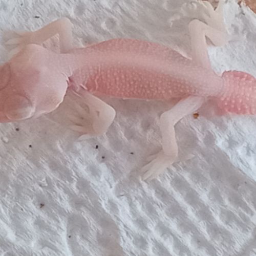 Gecko nephrurus levis pilbarensis albinos #1