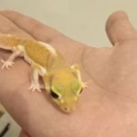 Gecko nephrurus levis pilbarensis hight white