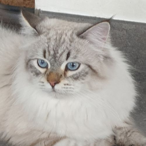 Mâle sibérien disponible pour saillie #1