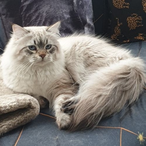 Mâle sibérien disponible pour saillie