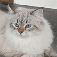 Mâle sibérien disponible pour saillie #1