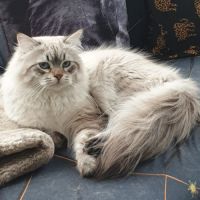 Mâle sibérien disponible pour saillie #0