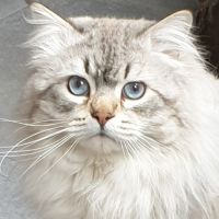 Mâle sibérien disponible pour saillie #5