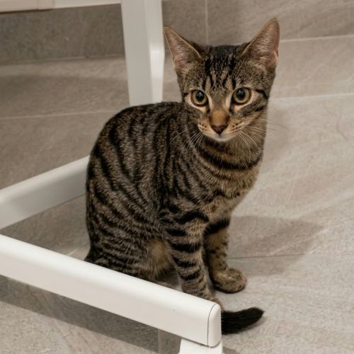 Belette, jeune minette à l'adoption #1