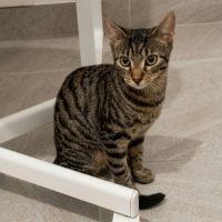 Belette, jeune minette à l'adoption #1