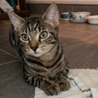 Belette, jeune minette à l'adoption