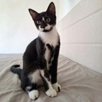 Xena, adorable chaton à l'adoption