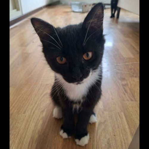 Mazikeen, adorable chaton à l'adoption #0