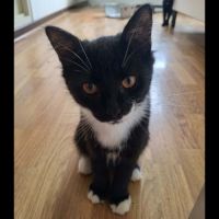 Mazikeen, adorable chaton à l'adoption