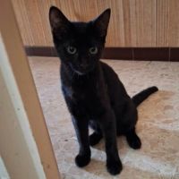 Alze, chaton noir à l'adoption