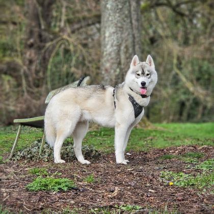 Husky sibérien mâle lof disponible pour saillie #1