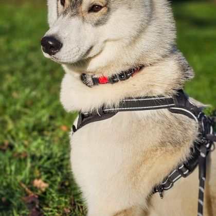Husky sibérien mâle lof disponible pour saillie #0