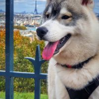 Husky sibérien mâle lof disponible pour saillie #2