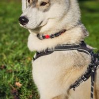 Husky sibérien mâle lof disponible pour saillie