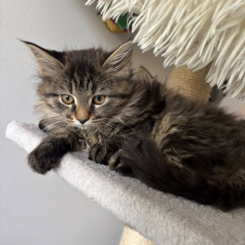 Adorables chatons type maine coon - dispo fin sept #2