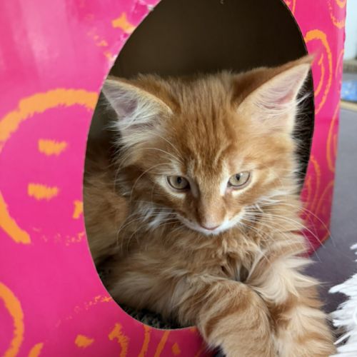 Adorables chatons type maine coon - dispo fin sept #3