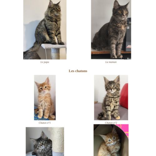 Adorables chatons type maine coon - dispo fin sept #0