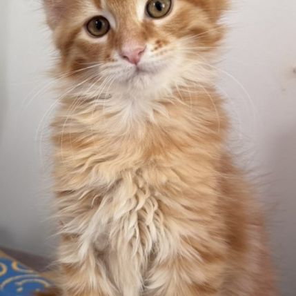 Adorables chatons type maine coon - dispo fin sept #5