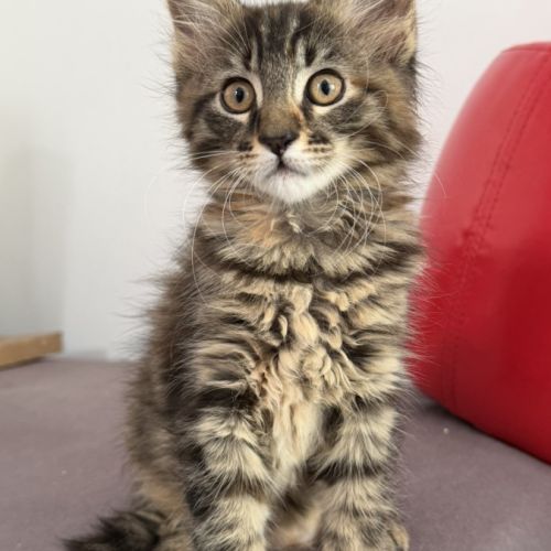 Adorables chatons type maine coon - dispo fin sept #6