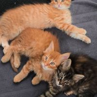 Adorables chatons type maine coon - dispo fin sept #1