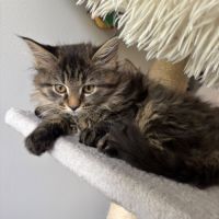 Adorables chatons type maine coon - dispo fin sept #2