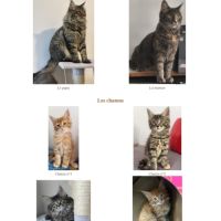 Adorables chatons type maine coon - dispo fin sept