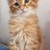 Adorables chatons type maine coon - dispo fin sept #5