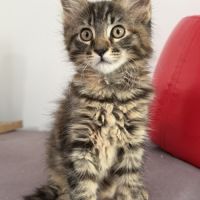 Adorables chatons type maine coon - dispo fin sept #6