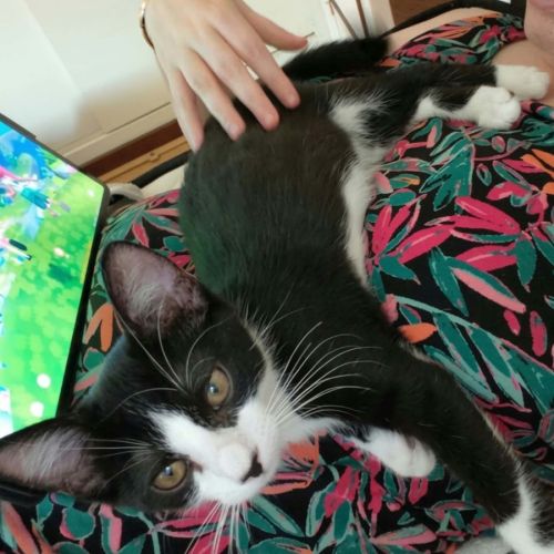 Morpheus, adorable chaton à l'adoption #0
