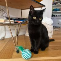 Alaska une super compagne à 4 pattes