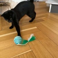 Alaska une super compagne à 4 pattes #3