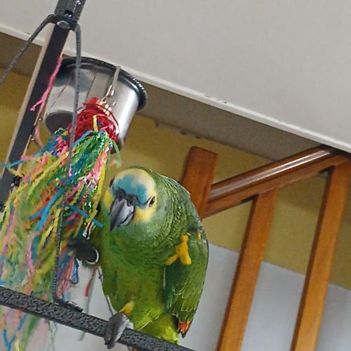 Amazon a frond bleu #1