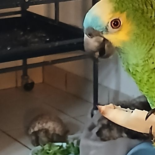 Amazon a frond bleu #0