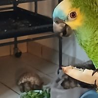 Amazon a frond bleu