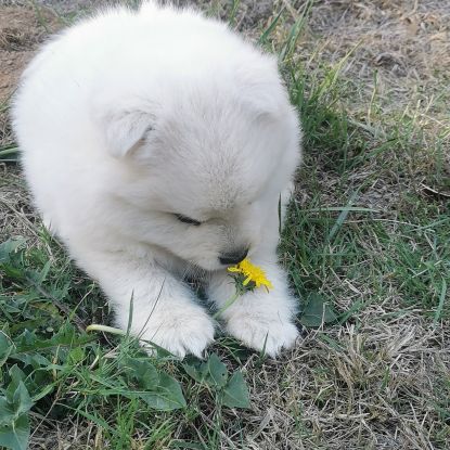 Spitz japonais non lof