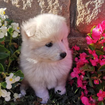 Spitz japonais non lof #5