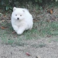Spitz japonais non lof #2