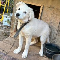 Artic enchainé tout bébé en roumanie #2