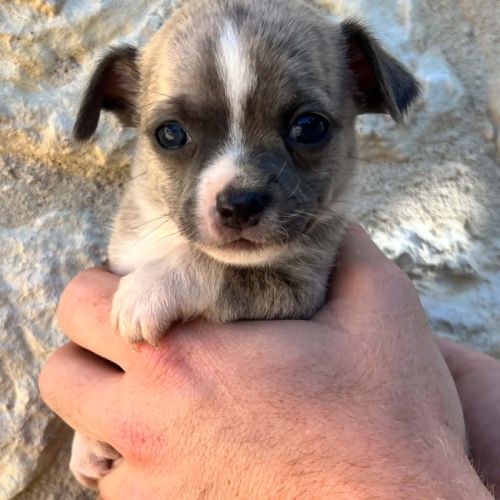 Magnifiques chiots chihuahuas non lof #0