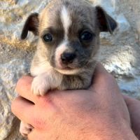 Magnifiques chiots chihuahuas non lof